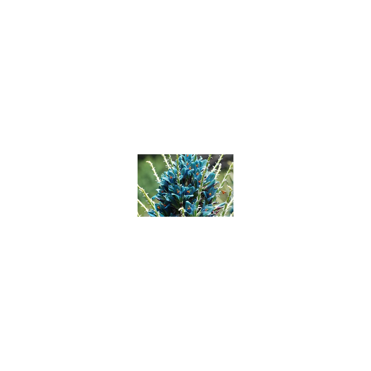 Puya Berteroniana - semiačka - 5 ks