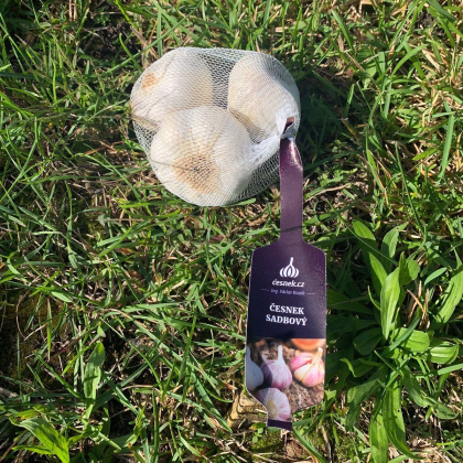 Sadbový cesnak Lukan - Allium sativum - nepaličiak - predaj cibulí cesnaku - 1 balenie
