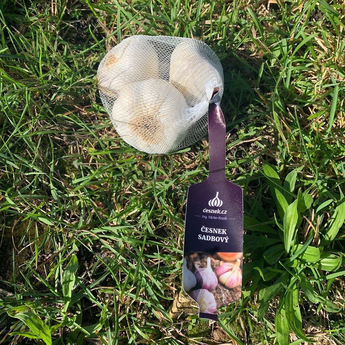 Sadbový cesnak Lukan - Allium sativum - nepaličiak - predaj cibulí cesnaku - 1 balenie