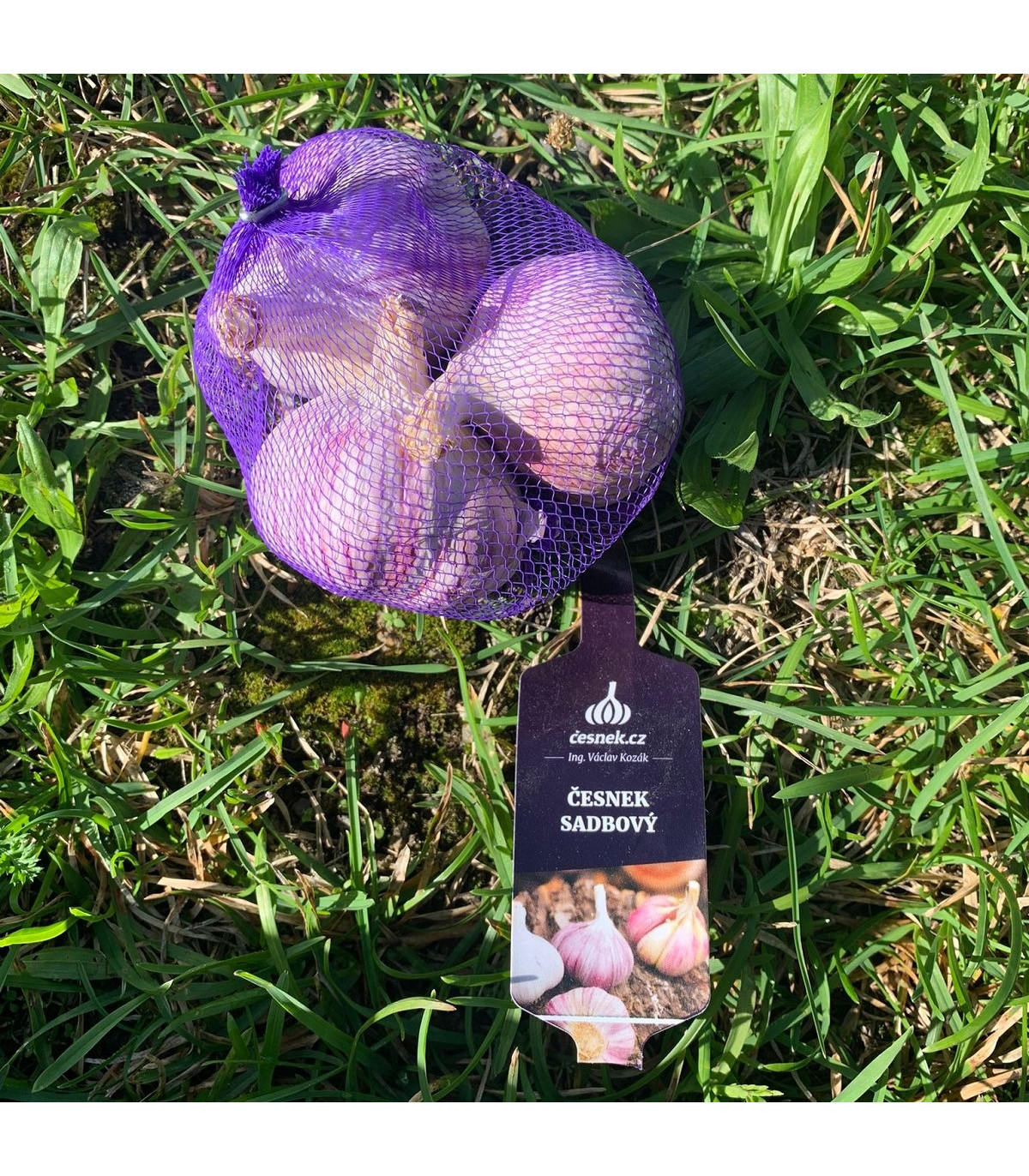 Sadbový cesnak Slavin II - Allium sativum - paličiak - predaj cibulí cesnaku - 1 balenie