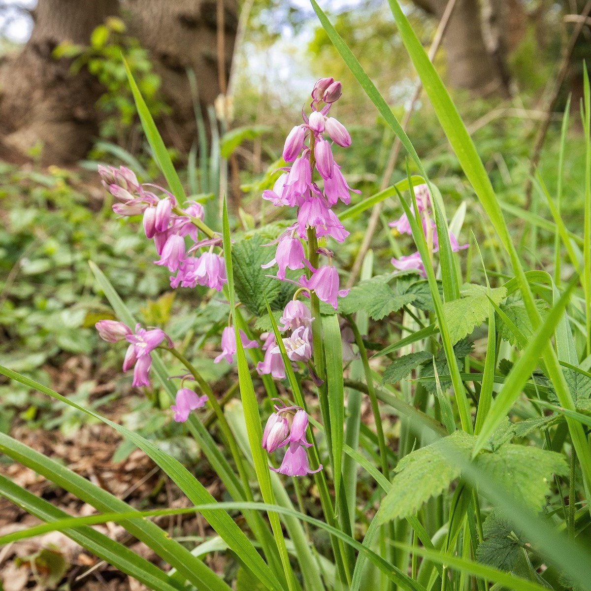Hyacintovec španielsky ružový - Hyacinthoides hispanica - predaj cibuľovín - 5 ks