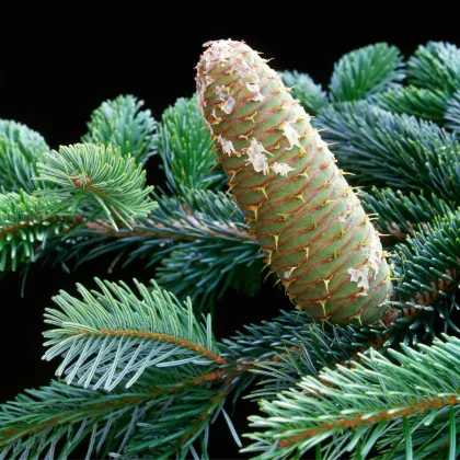 Jedľa bielokorá - Abies albumu - predaj semien - 7ks