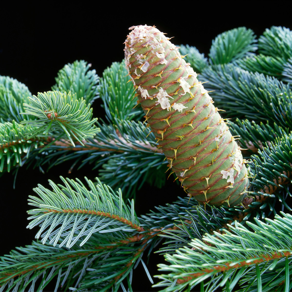 Jedľa bielokorá - Abies albumu - predaj semien - 7ks