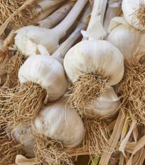 Sadbový Cesnak Messidrome biely - Allium sativum - nepaličiak - predaj cibulí cesnaku - 1 balenie