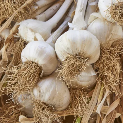 Sadbový Cesnak Messidrome biely - Allium sativum - nepaličiak - predaj cibulí cesnaku - 1 balenie