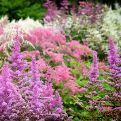 Astilba - mix farieb - Astilbe arendsii - semiačka - 10 ks