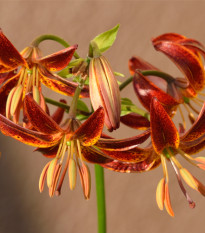 Ľalia Martagon Arabian Knight - Lilium Martagon - predaj cibuľovín - 1 ks