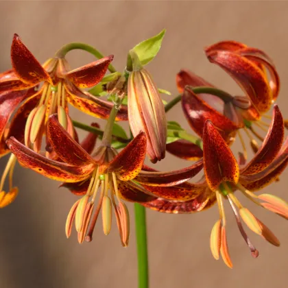 Ľalia Martagon Arabian Knight - Lilium Martagon - predaj cibuľovín - 1 ks