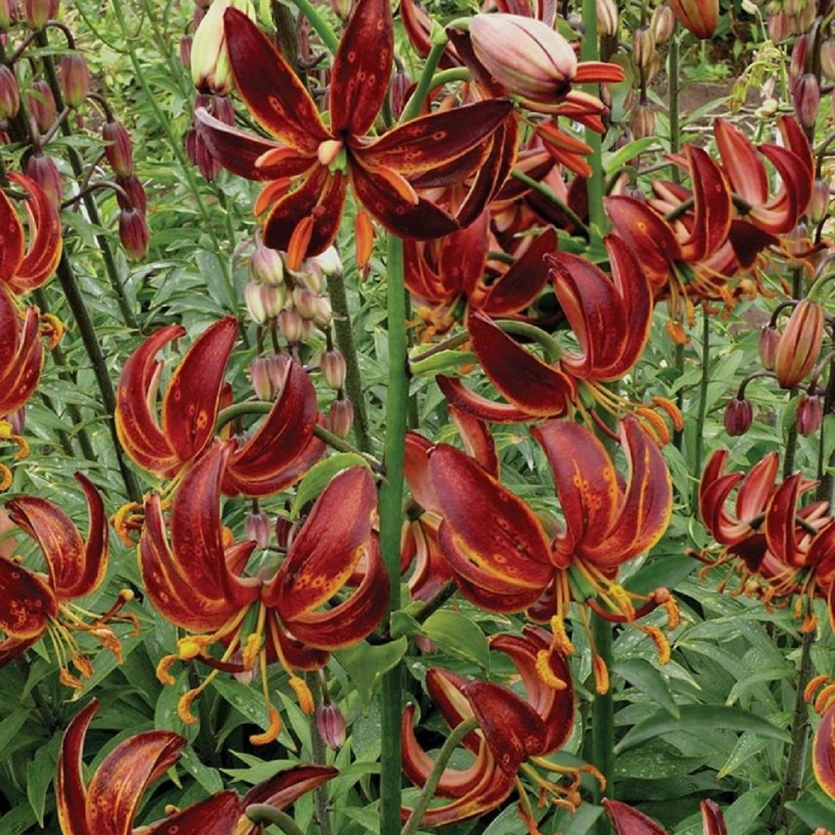 Ľalia Martagon Arabian Knight - Lilium Martagon - predaj cibuľovín - 1 ks