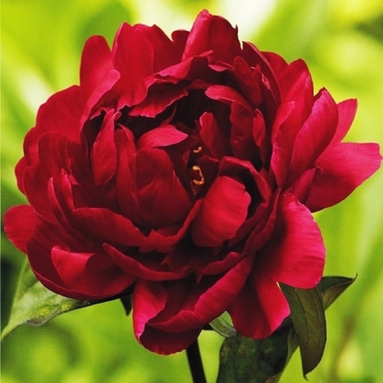 Pivónia Madame Gaudichau - Paeonia lactiflora - hľuzy pivónie - 1 ks