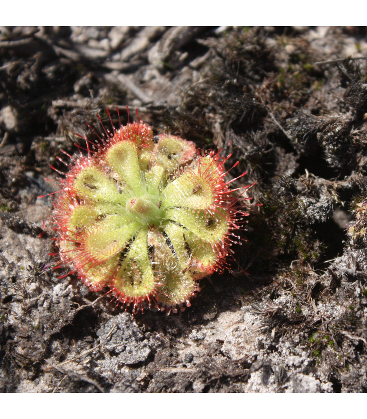 Rosička Minor - Drosera capensis - predaj semien - 10 ks