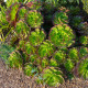 Ružicovka - Aeonium - semiačka - 5 ks