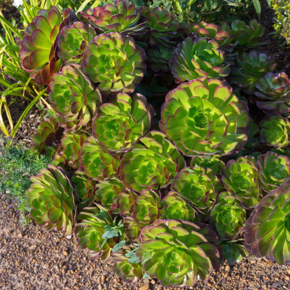 Ružicovka - Aeonium - semiačka - 5 ks
