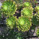 Ružicovica - Aeonium ciliatum - semiačka - 10 ks