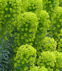 Prýštec stredomorský - Euphorbia characias - predaj semien - 18 ks