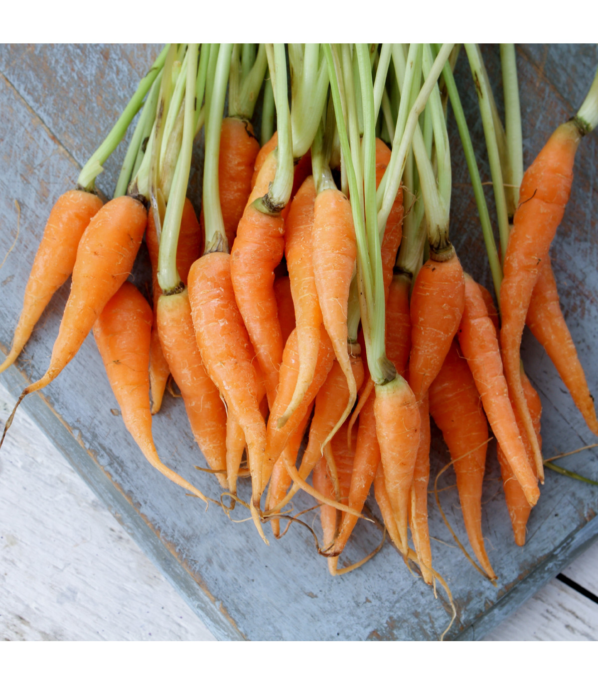 Mrkva Chamare - Daucus carota - predaj semien - 800 ks