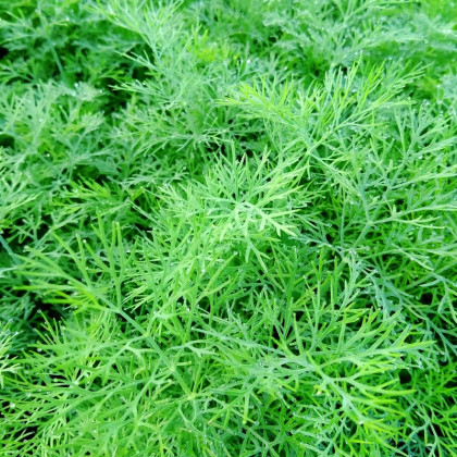 Kôpor voňavý Oliver - Anethum graveolens - predaj semien - 500 ks