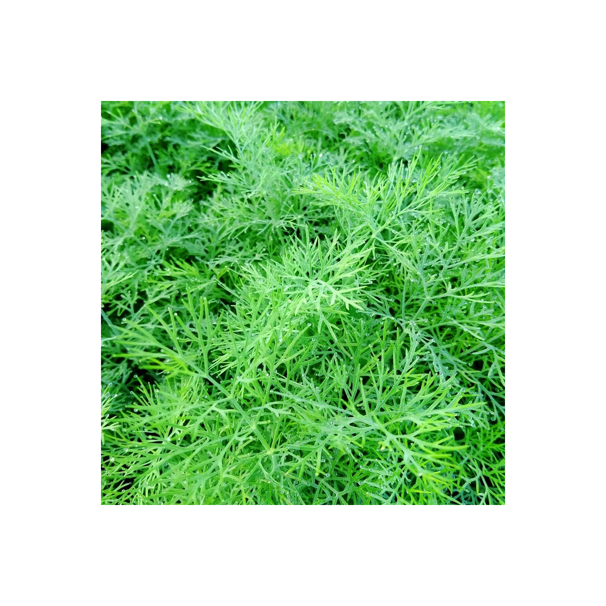 Kôpor voňavý Oliver - Anethum graveolens - predaj semien - 500 ks