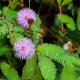 Mimóza - Mimosa pudica - semiačka - 10 ks