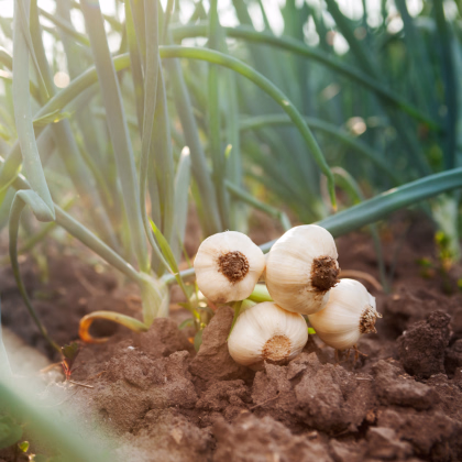 Sadbový cesnak Dukát - Allium sativum - paličiak - predaj cibulí cesnaku - 1 balenie