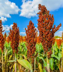 Čirok obyčajný - Sorghum bicolor - predaj semien - 100 ks