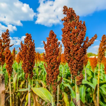Čirok obyčajný - Sorghum bicolor - predaj semien - 100 ks