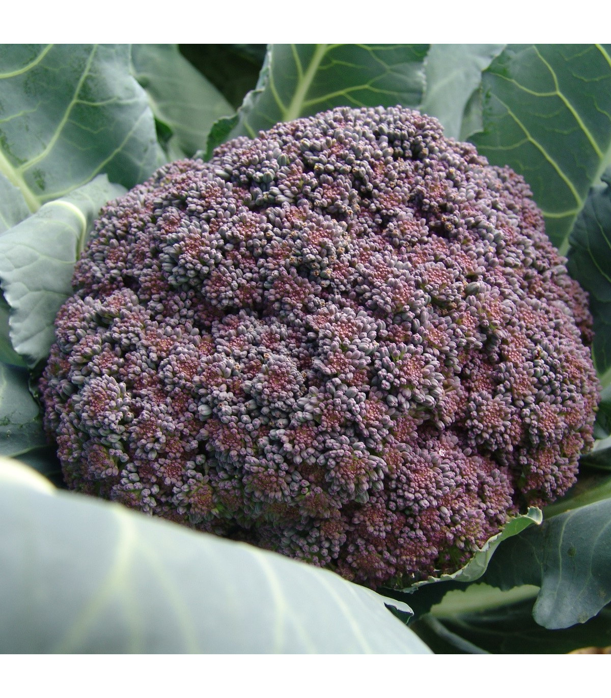 Brokolica Miranda - Brassica oleracea - semiačka - 30 ks