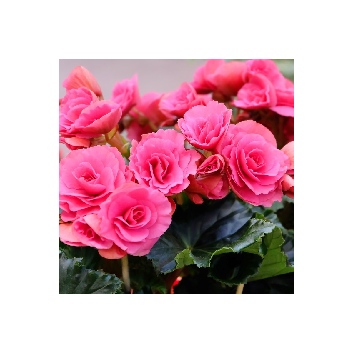 Begónia Nonstop ružová - Begonia tuberhybrida - predaj cibuľovín - 2 ks