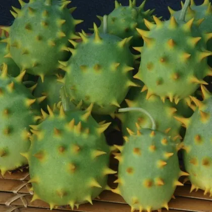 Okrasná uhorka - Cucumis species - predaj semienok - 6 ks