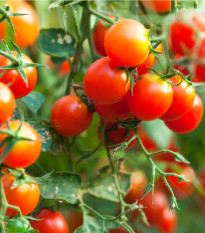 Divoká paradajka Rote Murmel - Solanum pimpinellifolium - predaj semien - 10 ks