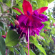 Fuchsia bolívijská - Fuchsia boliviana - semiačka - 15 ks