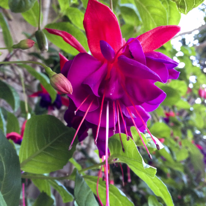 Fuchsia bolívijská - Fuchsia boliviana - semiačka - 15 ks