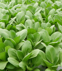 Pak Choi Atari F1 - Brassica rapa chinensis - predaj semien - 50 ks