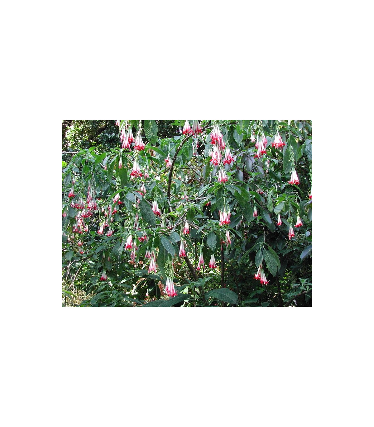 Fuchsia bolívijská biela - Fuchsia boliviana - semiačka - 10 ks