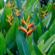 Helikonia - Heliconia aemygdiana - semiačka - 5 ks