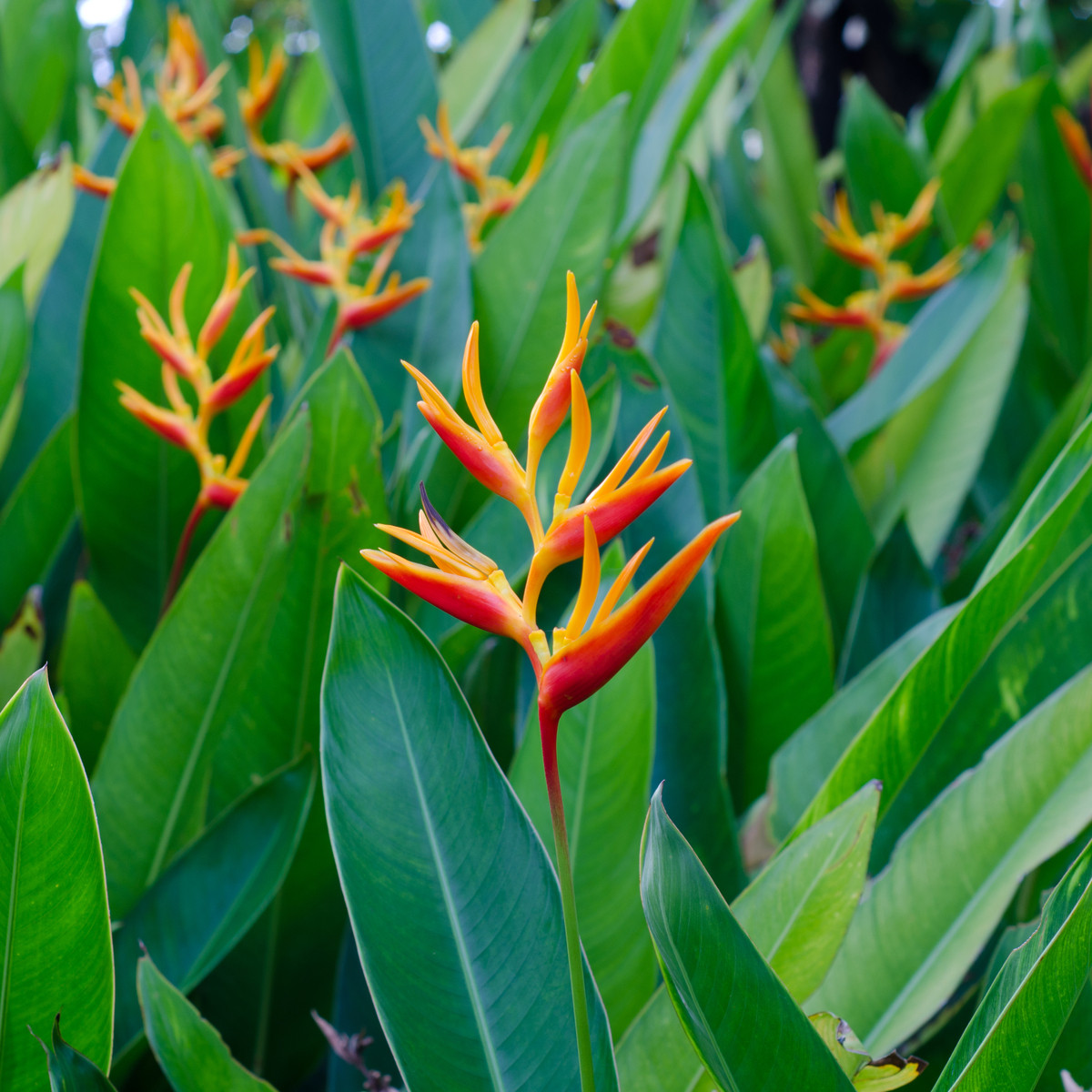 Helikonia - Heliconia aemygdiana - semiačka - 5 ks