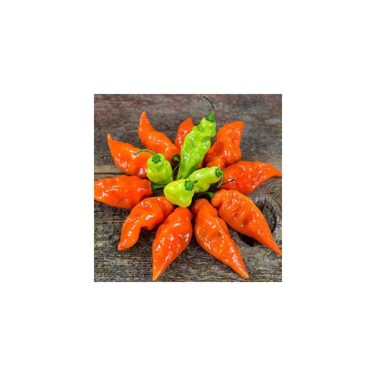 Paprika Habanada - Capsicum Chinense - predaj semien - 10ks