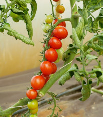 Paradajka kríčková Gartenperle – Solanum lycopersicum – predaj semien