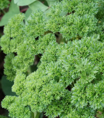 BIO Petržlen Mooskrause - Petroselinum Crispum - predaj bio semien - 300 ks