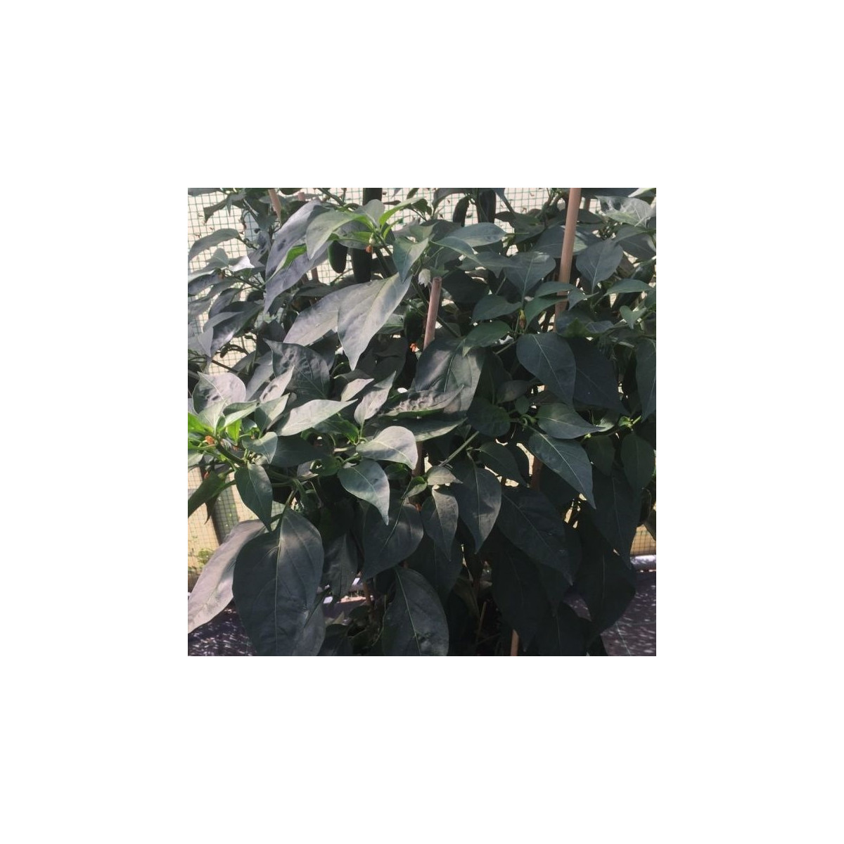 BIO Paprika na vrúbľovanie Scarface F1 - Capsicum annuum - predaj bio semien - 5 ks