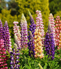 Lupina mnoholistá zmes - Lupinus polyphyllus - predaj semien - 20 ks