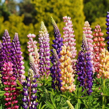 Lupina mnoholistá zmes - Lupinus polyphyllus - predaj semien - 20 ks