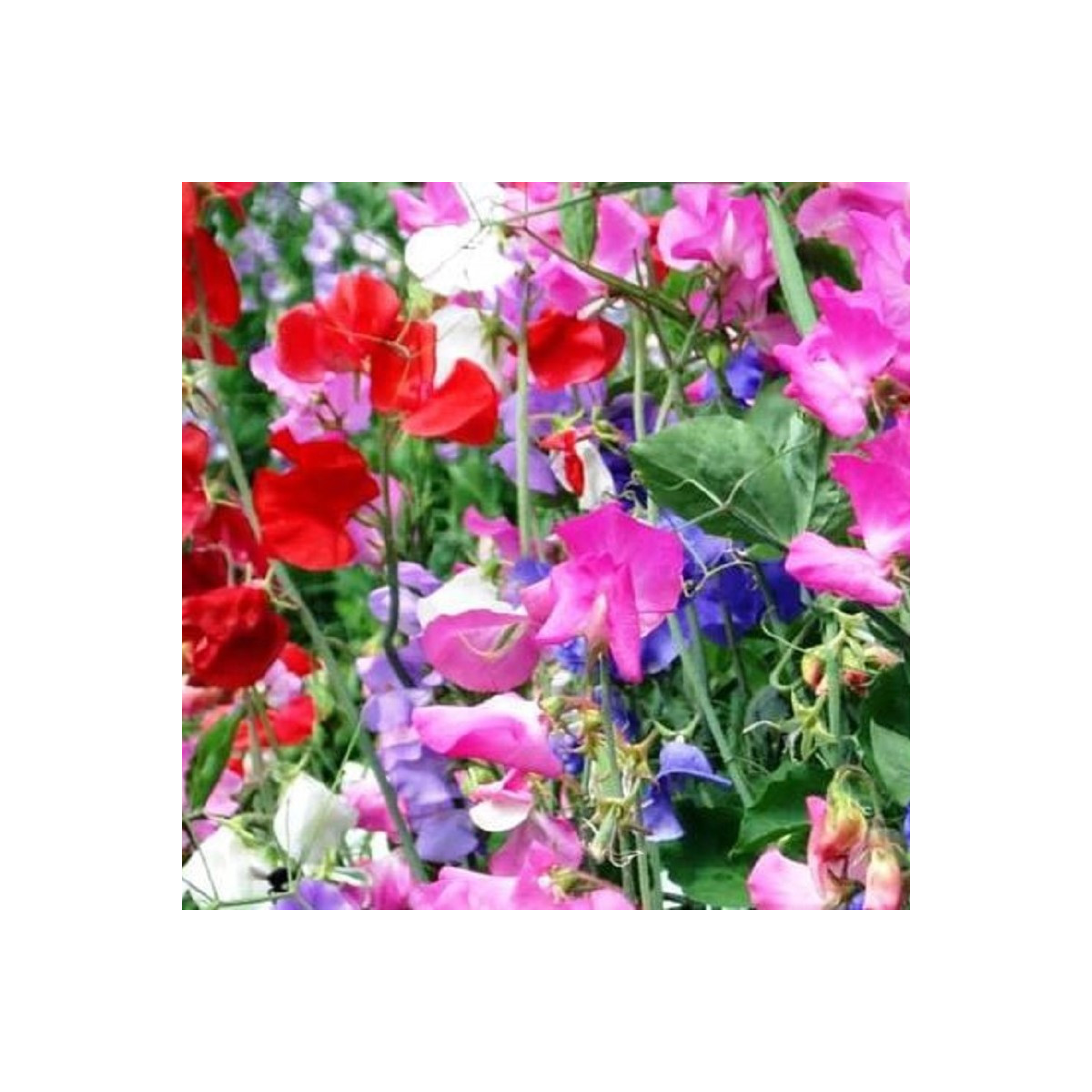 Hrachor vonný Bijou zmes - Lathyrus odoratus - predaj semien - 16 ks