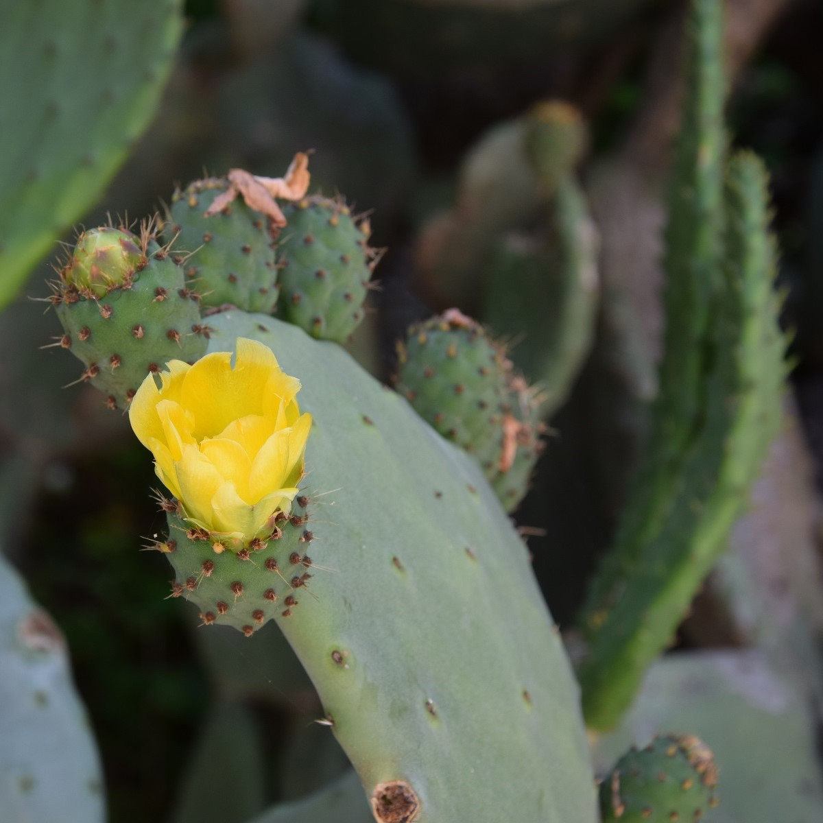 Opuncia poliehavá - Opuntia humifusa - predaj semien - 7 ks