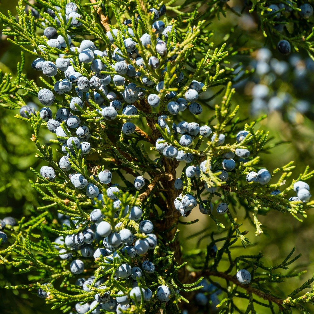 Borievka virginská - Juniperus virginiana - predaj semien - 5 ks