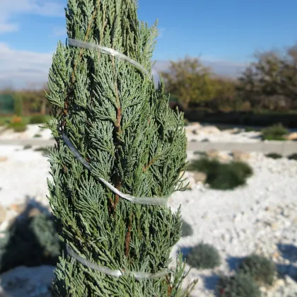 Borievka virginská - Juniperus virginiana - predaj semien - 5 ks