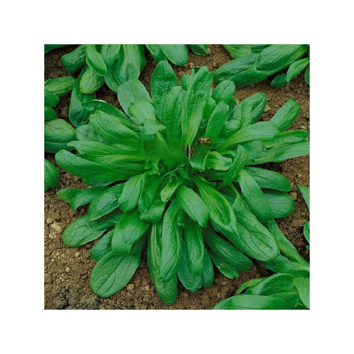 Valeriánka Large Leaved - Vallerianella locusta - predaj semien - 150 ks