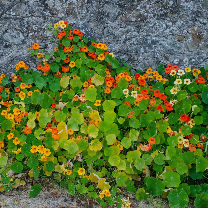 Kapucínka popínavá Doppelte Glanz zmes - Tropaeolum majus - predaj semien - 15 ks