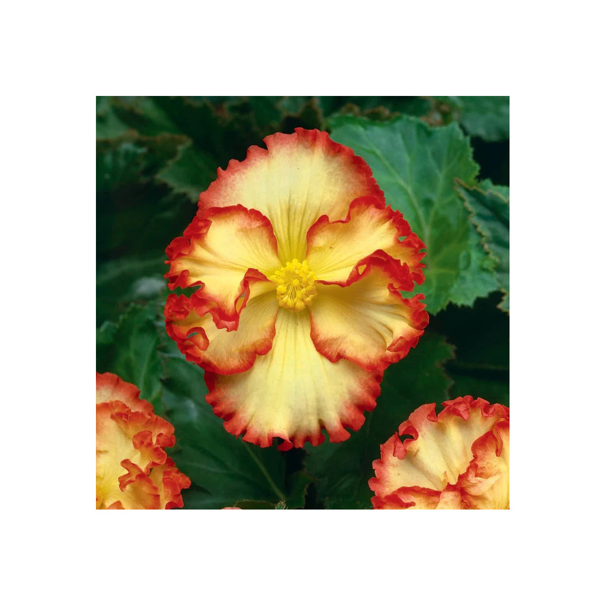 Begónia Marginata žltá - Begonia crispa - predaj cibuľovín - 2 ks