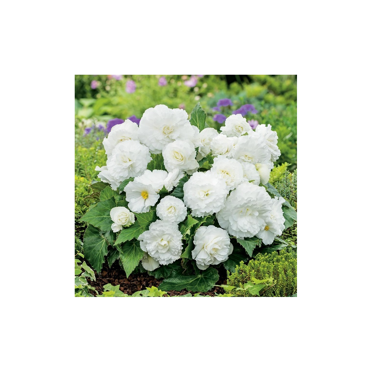 Begónia Nonstop biela - Begonia tuberhybrida - predaj cibuľovín - 2 ks